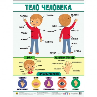 Плакат А2, ТЕЛО ЧЕЛОВЕКА, "Проф-пресс", РФ