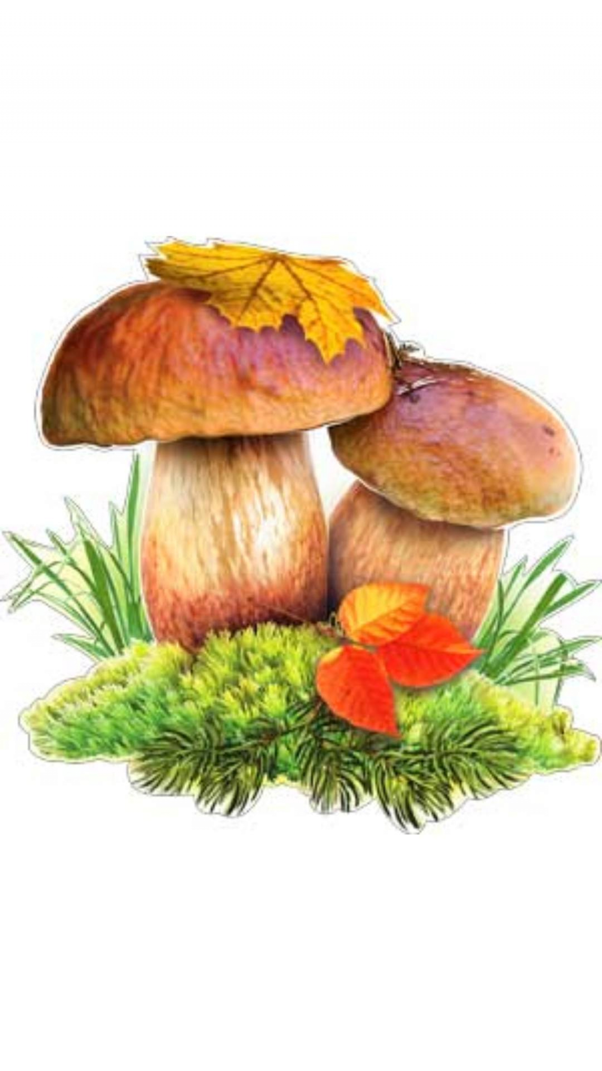 Вырубной плакат грибы