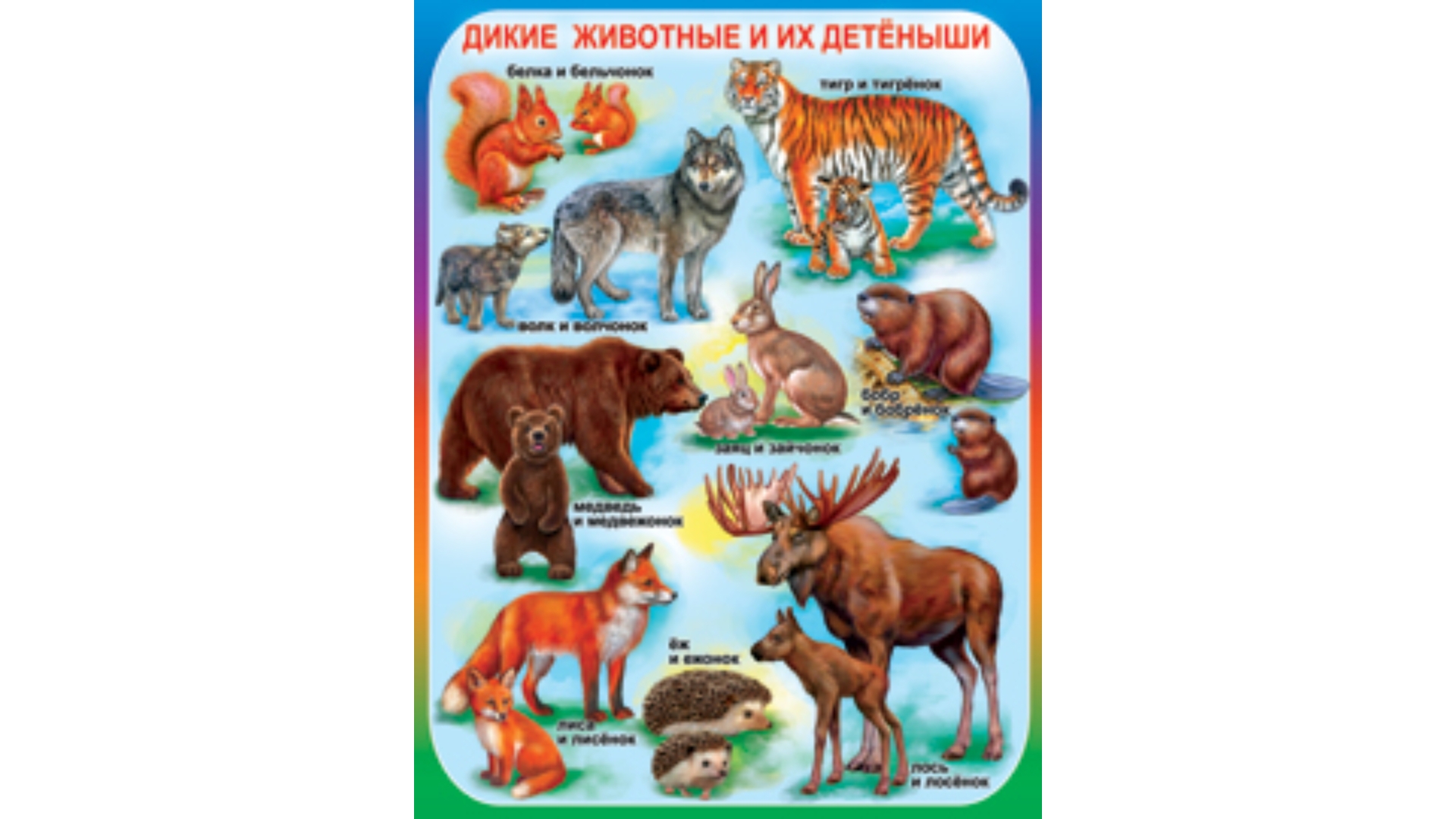 Плакат с дикими животными
