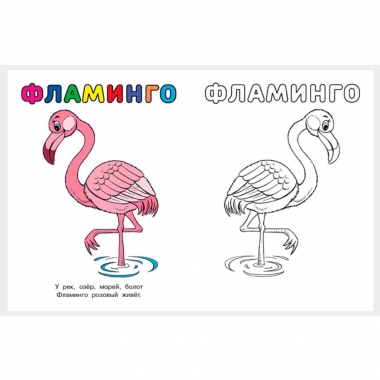 Узнай и раскрась. ФЛАМИНГО,  "Фламинго", РФ
