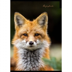 Тетрадь А4 80л.,кл.,  белая бумага, "ПЯТНИСТЫЙ НОСИК", " Prof-Press", РФ Тетрадь А4 80л.,кл.,  белая бумага, "ПЯТНИСТЫЙ НОСИК", " Prof-Press", РФ