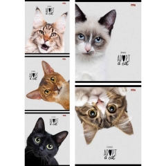 Тетрадь А5,48/кл. (белая бумага) "КОШАЧЬИ МОРДОЧКИ-2", "Profit", РФ